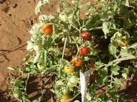 Une belle récolte de tomates