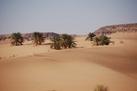 Des palmiers dans un océan de sable